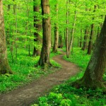 peaceful path